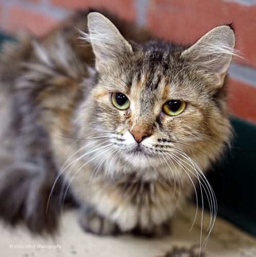 Adopt A Friend: Jessie